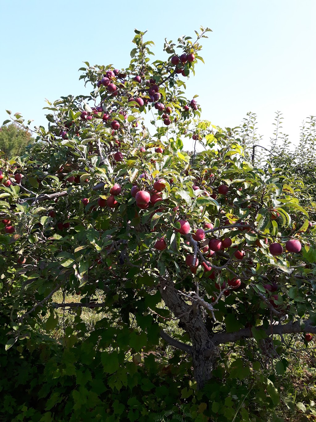 Spring Meadow Orchards | 10143 Loyalist Pkwy, Greater Napanee, ON K7R 3K7, Canada | Phone: (613) 373-9313