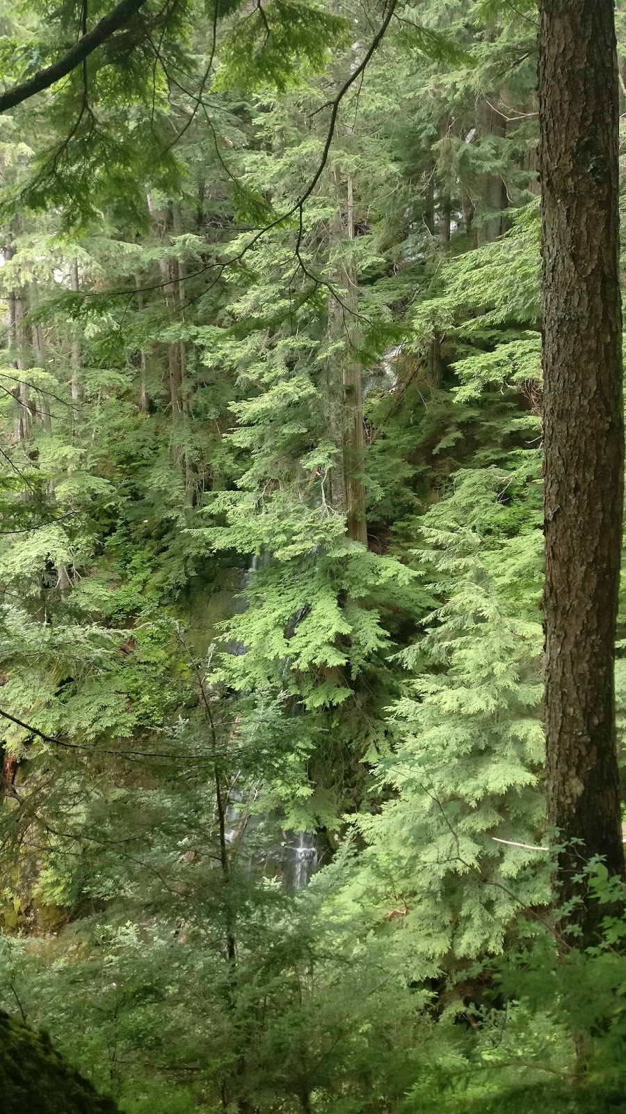 Polytrichum Viewpoint | Halvor Lunden Trail, Anmore, BC V3H 4Z2, Canada