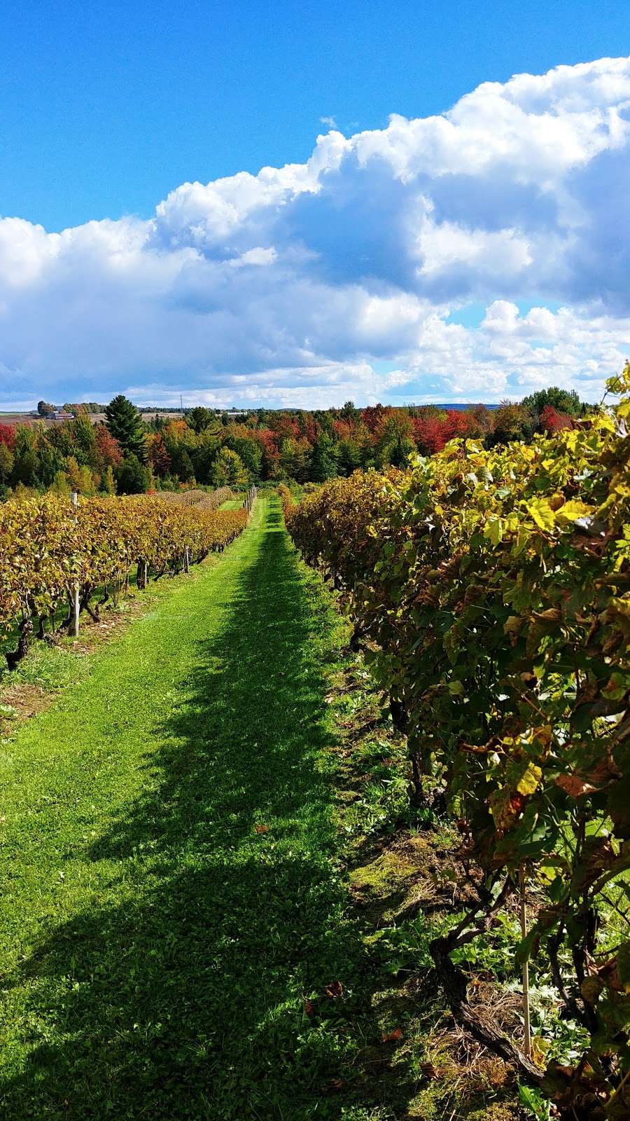 Vignoble Les Côtes Du Gavet | 1690 Chemin de lAqueduc, Tingwick, QC J0A 1L0, Canada | Phone: (819) 850-3391