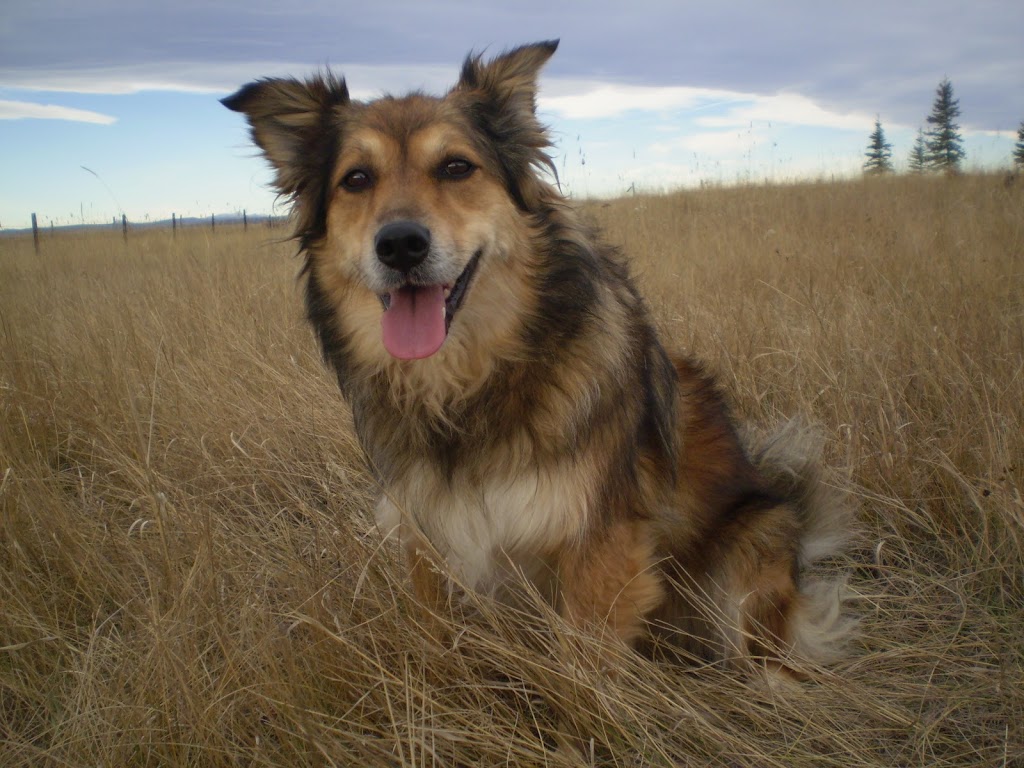 TWQ Kennels & Spa | Box 675, Sundre, AB T0M 1X0, Canada | Phone: (403) 638-0006