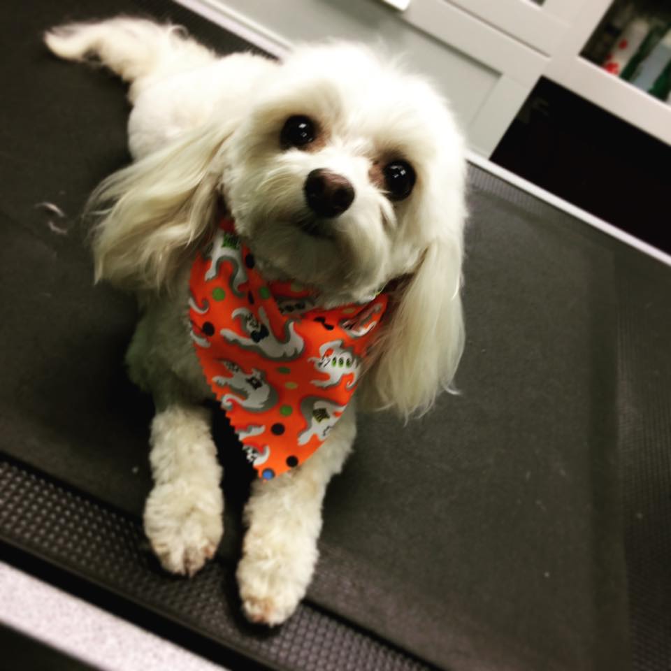 Pampered Pups | 4632 Victoria Ave, Niagara Falls, ON L2E 2M1, Canada | Phone: (905) 357-7411