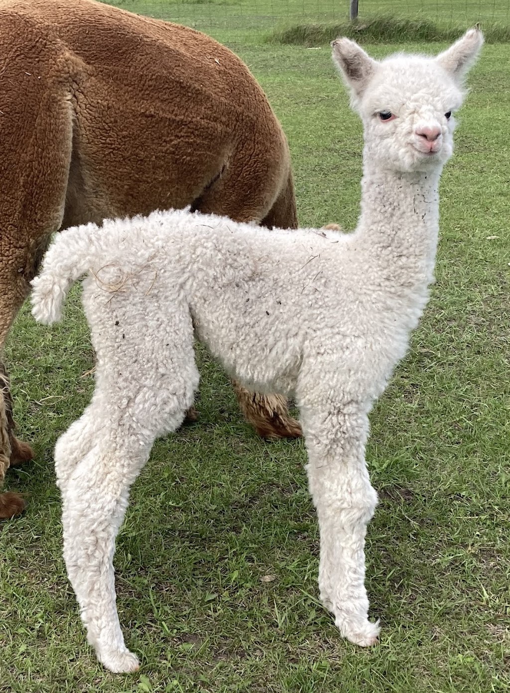 Caley Alpacas | 48027 RR213, Camrose, AB T4V 1X8, Canada | Phone: (780) 781-0198