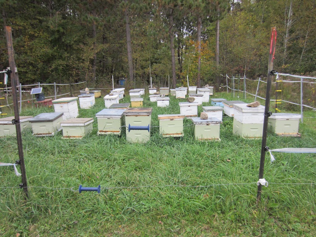 Lacelles Apiary & Beekeeping Supplies | 126 Spruce Dr, Carleton Place, ON K7C 3P1, Canada | Phone: (613) 253-0566