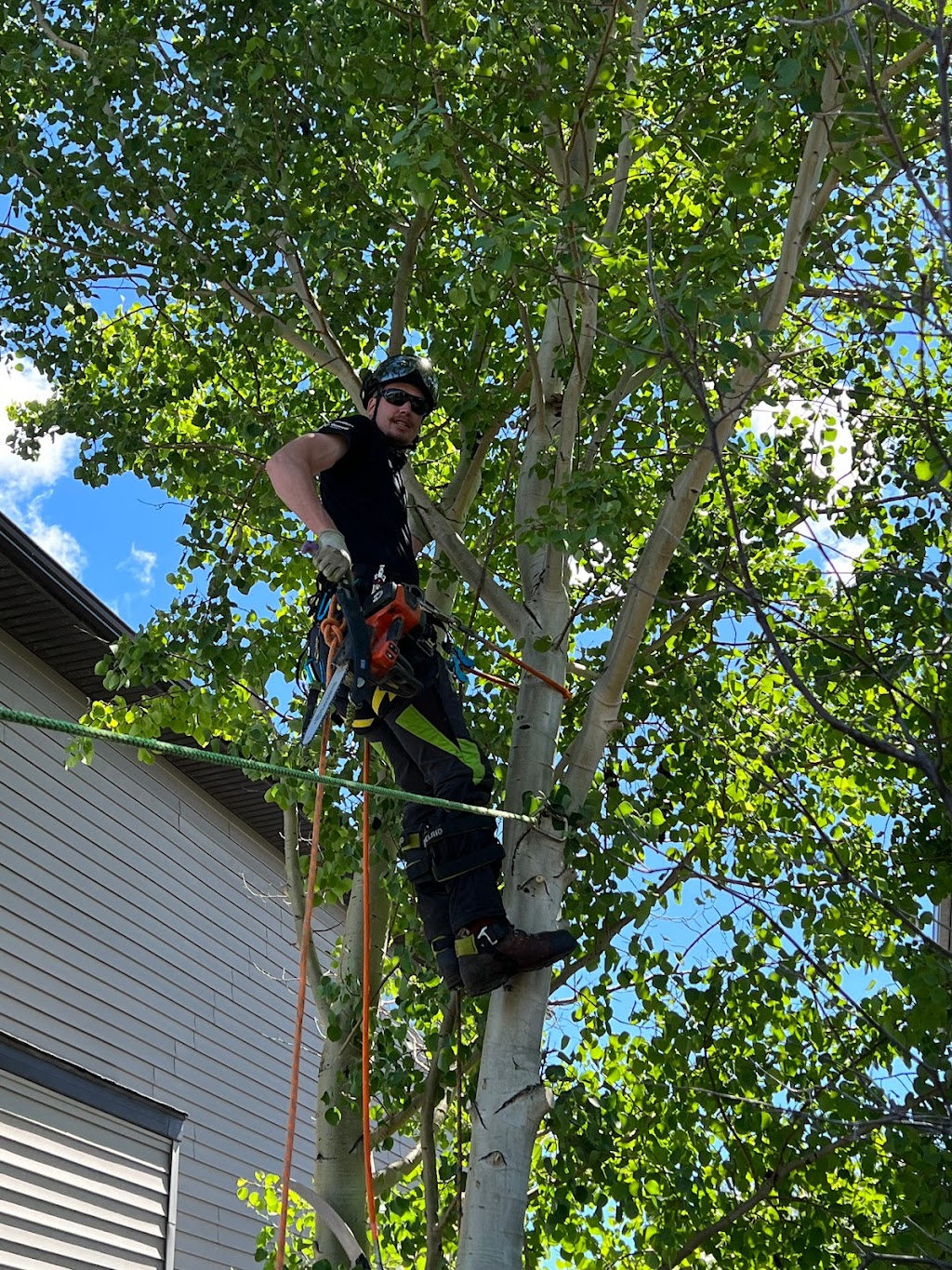 COCHRANE TREE CARE | Local Arborist | Heritage View, Cochrane, AB T4C 0G4, Canada | Phone: (403) 816-8733