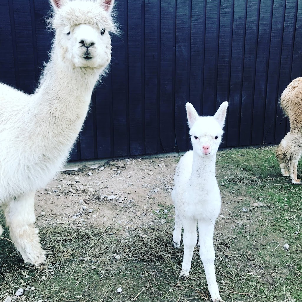 COLD SPRINGS ALPACAS | 8480 Cold Springs Camp Rd, Campbellcroft, ON L0A 1B0, Canada | Phone: (416) 579-3549