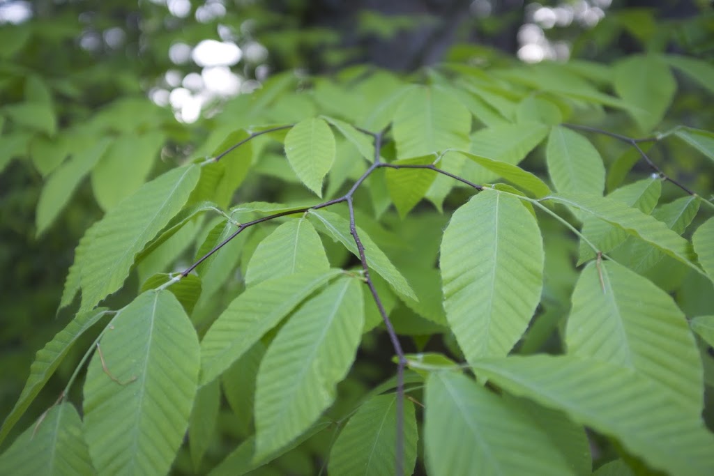 Brooklin Tree Care | 6675 Cochrane St, Whitby, ON L1M 1R4, Canada | Phone: (905) 242-2279