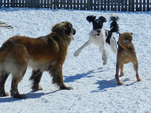 Misty Meadows Boarding Kennel | 16214 County Rd 18, Lunenburg, ON K0C 1R0, Canada | Phone: (613) 534-3986