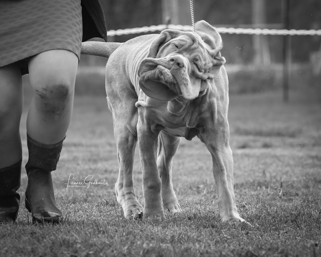 Neapolitan Mastiff Breeder Titani Del Nord | Robert St W, Penetanguishene, ON L9M 1N1, Canada | Phone: (705) 229-7997