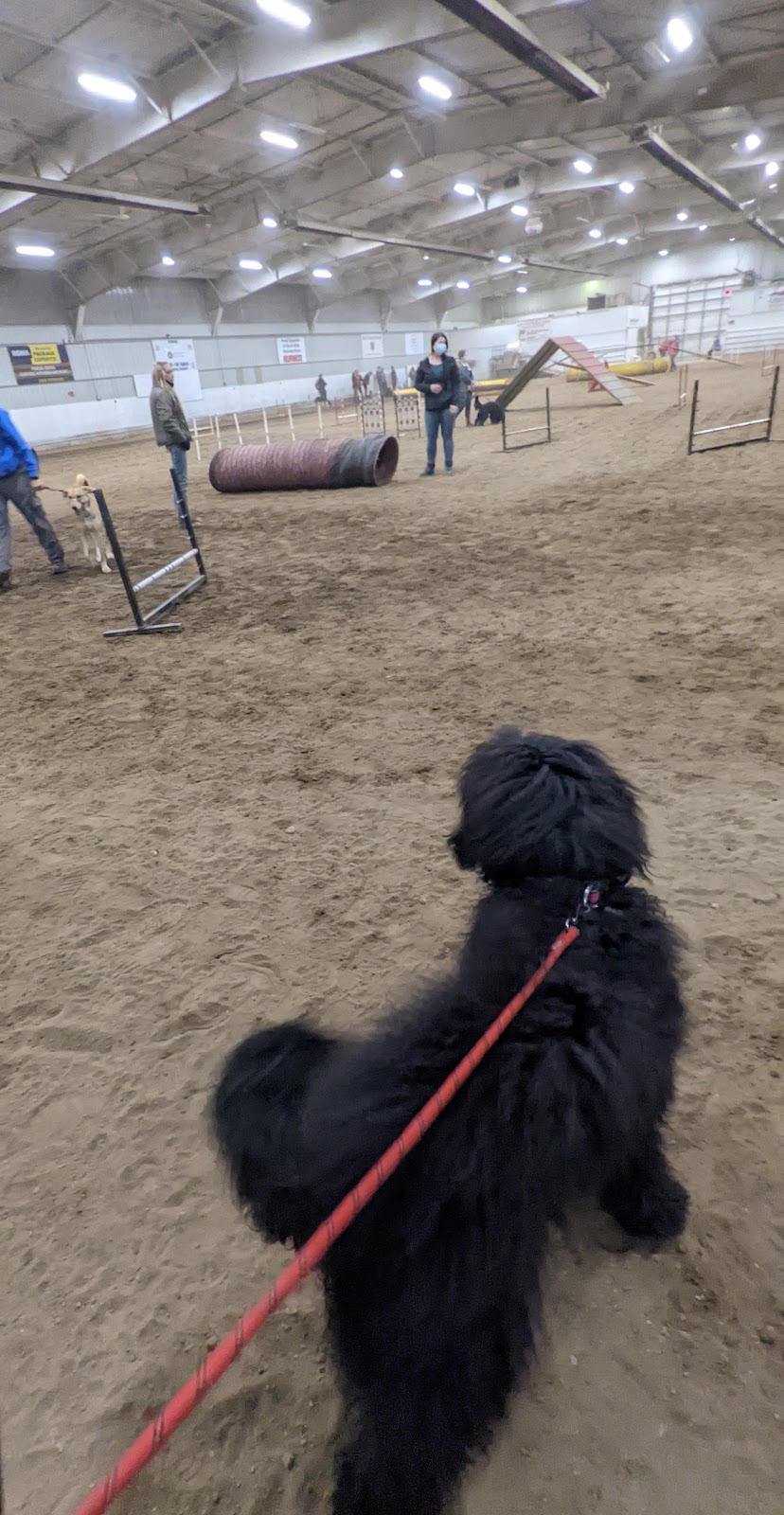 Paw Z Tracks Dog Agility Training | 5151 101 St NW, Calgary, AB T3L 1S4, Canada | Phone: (403) 283-1758