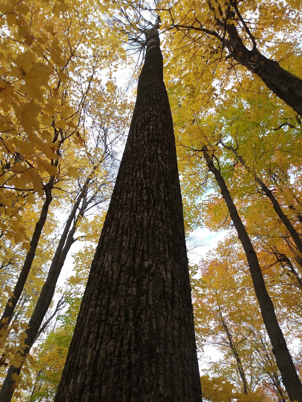 Parc Naturel des Parulines | 166 Chemin du Clocher, Saint-Jean-sur-Richelieu, QC J3B 7B2, Canada | Phone: (450) 359-2400