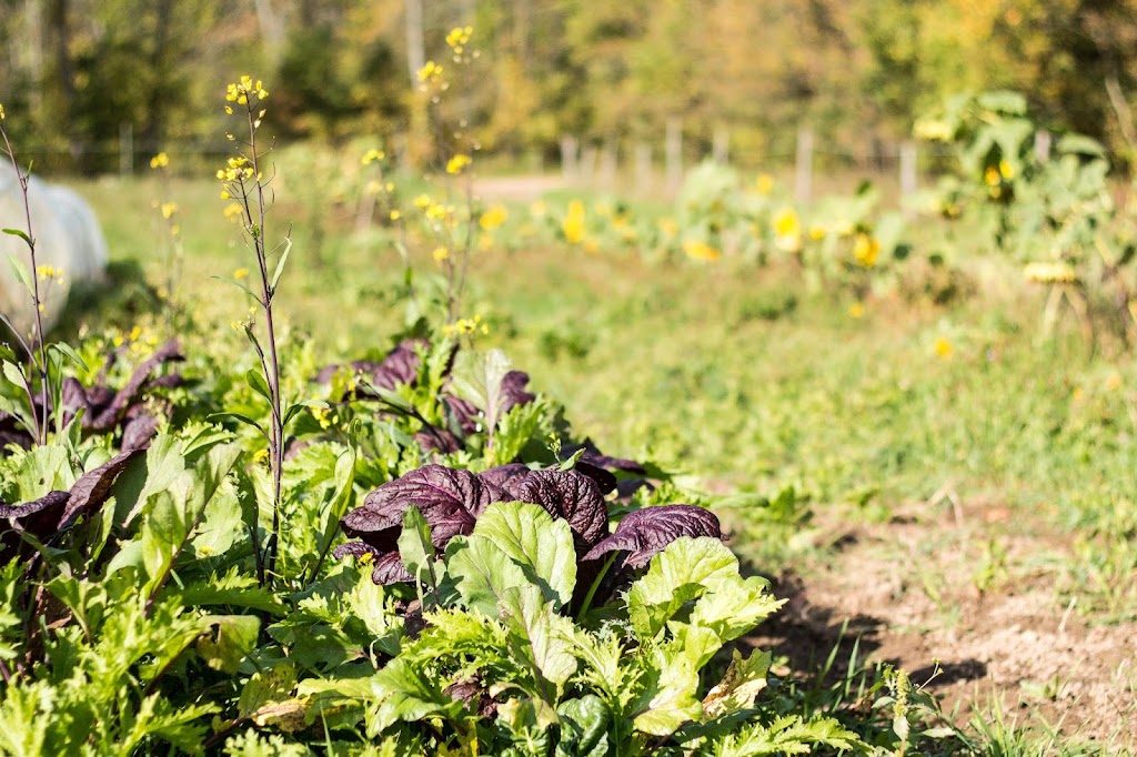 Eat Local Grey Bruce | 396 14th St W, Owen Sound, ON N4K 3X8, Canada | Phone: (226) 568-4503