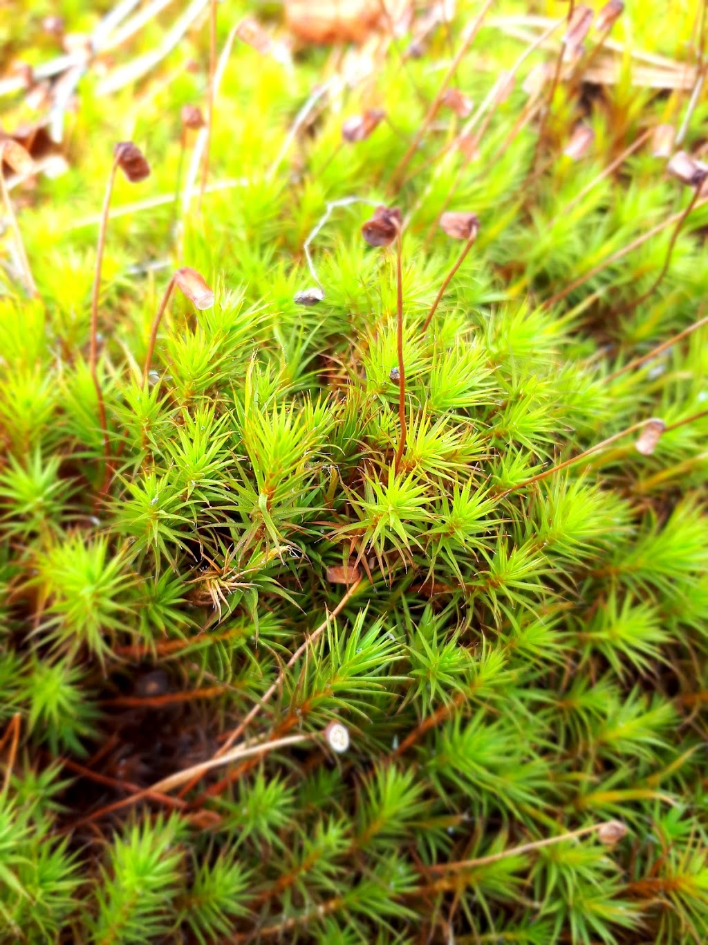 Pitch Pine Ecological Reserve | Montée du Rocher, Saint-Antoine-Abbé, QC J0S 1N0, Canada