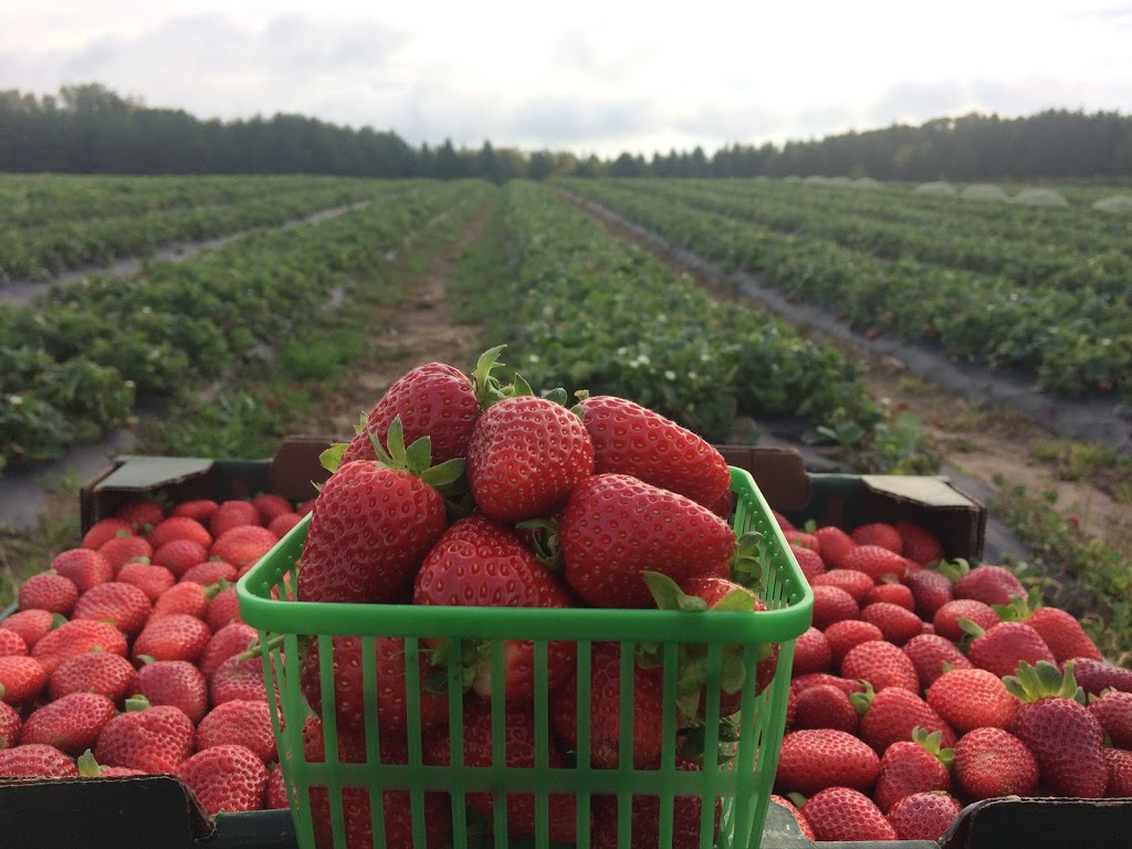 Fenwick Berry Farm: Office | 1367 Balfour St, Fenwick, ON L0S 1C0, Canada | Phone: (905) 892-8231