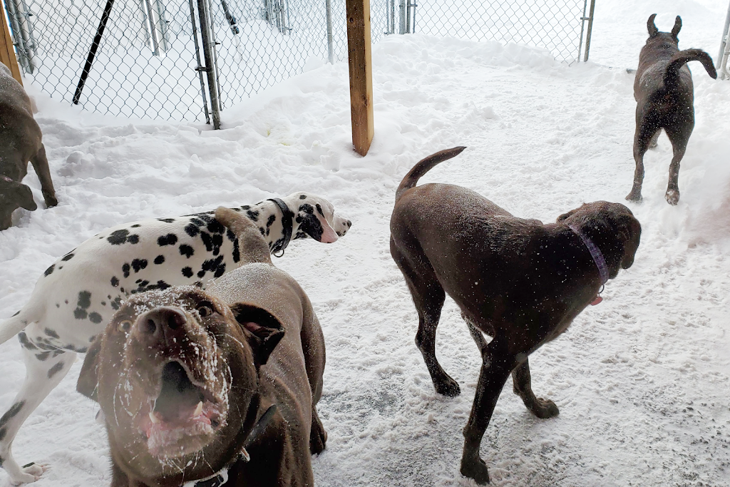 G Berge canin | 2885 Bd du Royaume, Jonquière, QC G7X 7V3, Canada | Phone: (418) 412-9683