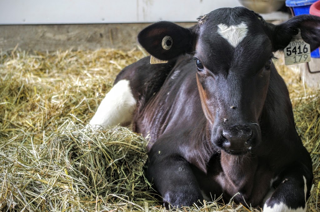 Ferme GeoBastien | 216 Chem. de la Plaine, Sainte-Anne-des-Plaines, QC J0N 1H0, Canada | Phone: (450) 838-8424