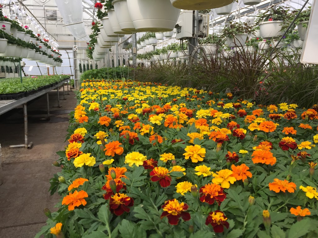 Bonnie Doon Flowers (Garden Centre) | 850 23 Ave NW, Edmonton, AB T6T 1J1, Canada | Phone: (780) 440-3053