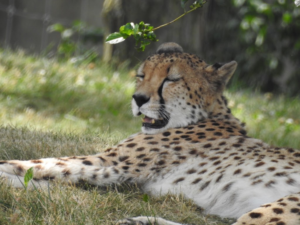 Cheetah Exhibit | 2000 Meadowvale Rd, Scarborough, ON M1B 5K7, Canada | Phone: (416) 392-5929