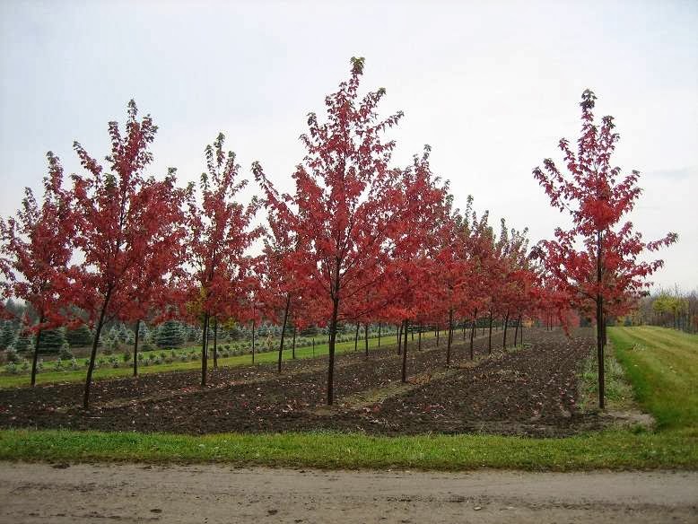 Stevens Large Tree Sales | 6556 Bethesda Rd, Whitchurch-Stouffville, ON L4A 3A7, Canada | Phone: (905) 642-2758