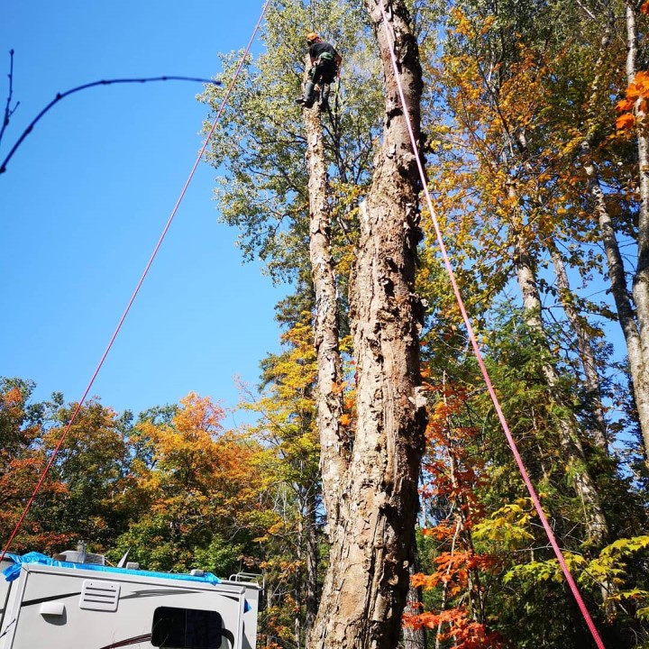 Tree Musketeers Cambridge | 19 Shady Wood Ln, Cambridge, ON N1R 5S2, Canada | Phone: (519) 994-1584