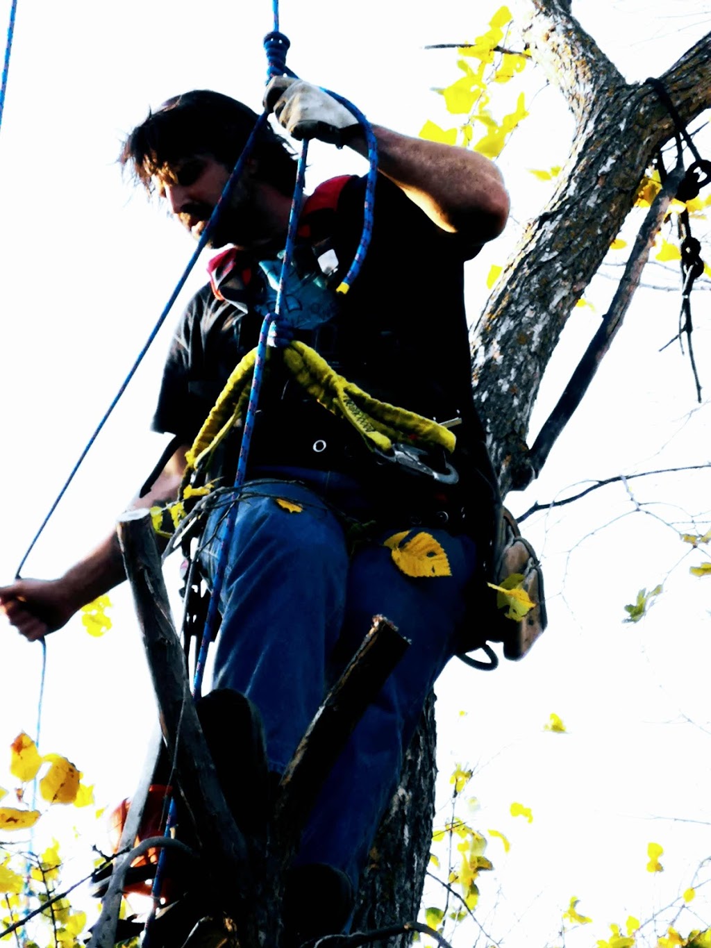 Big Es Tree removal Winkler, MB | 1382 Southview Dr, Winkler, MB R6W 1L8, Canada | Phone: (431) 998-5167