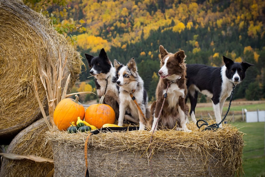 Chien Sans Frontière | 363 Rang dOrvilliers, Sainte-Anne-de-la-Pérade, QC G0X 2J0, Canada | Phone: (438) 274-0139