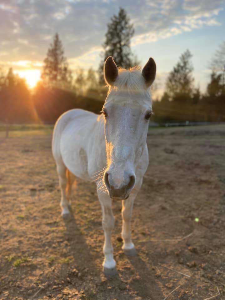 Mane Success Horsemanship | 4581 Bradner Rd, Abbotsford, BC V4X 1S9, Canada | Phone: (604) 226-6263