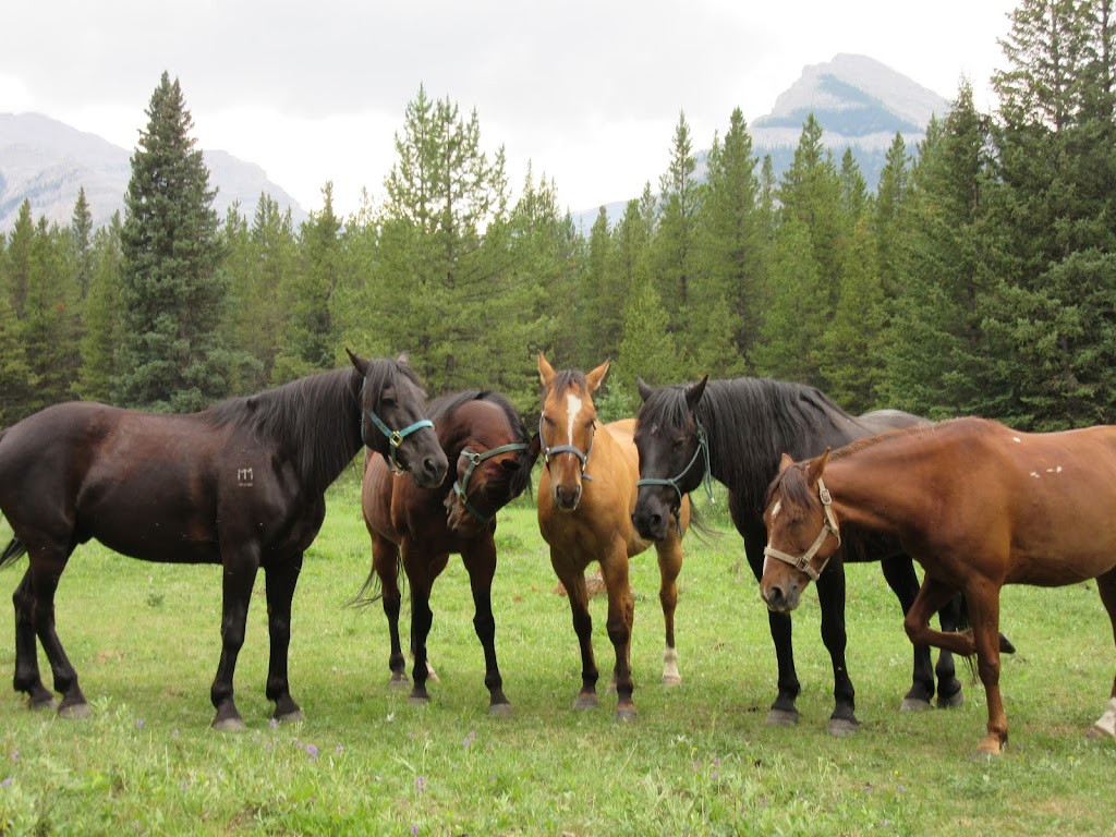 Moose Mountain Horseback Adventures | AB-762, Alberta T0L 1W0, Canada | Phone: (403) 949-3329