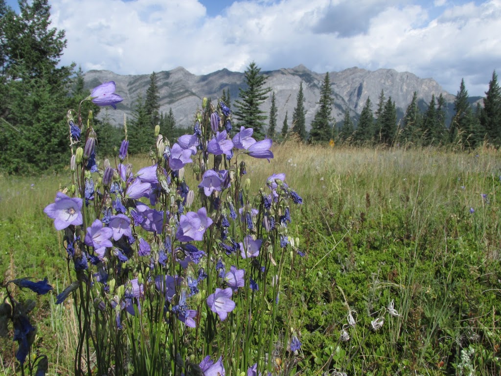 Elk Flats Group Campground | Bow Valley Trail, Kananaskis, AB T0L, Canada | Phone: (877) 537-2757