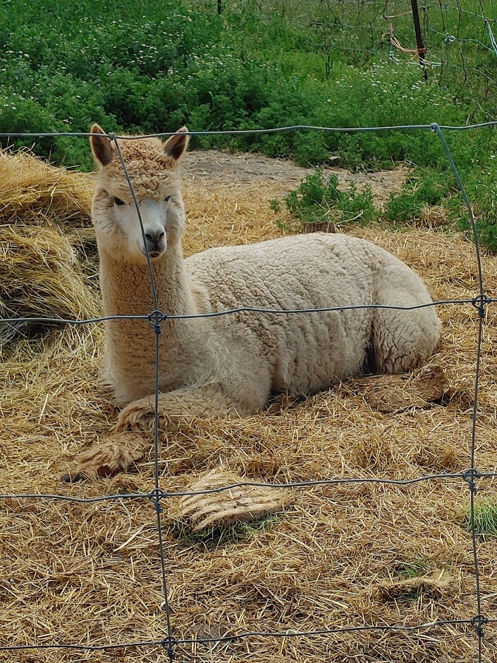 Husky Alpaca Ranch | 2536 Haldimand Rd 9, York, ON N0A 1R0, Canada | Phone: (519) 757-5864