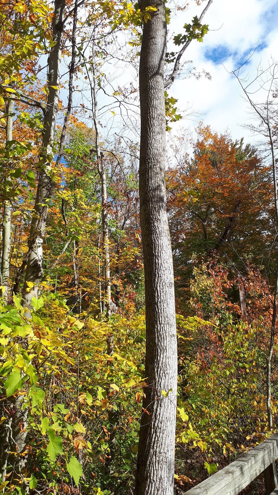 Tulip Tree Trail | Gardiner, Morpeth, ON N0P 1X0, Canada