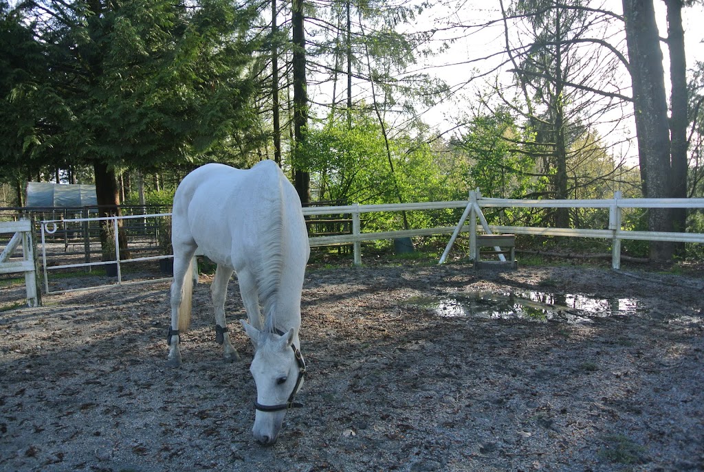 North Shore Equestrian Centre | 1301 Lillooet Rd, North Vancouver, BC V7J 2J1, Canada | Phone: (604) 988-5131