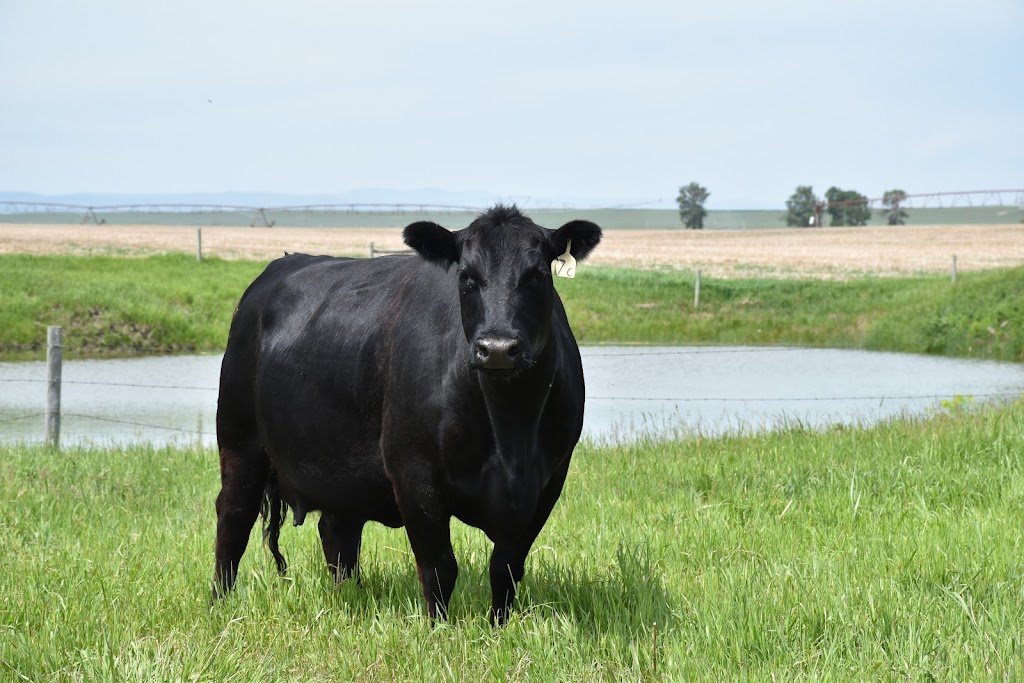 Gurney Land & Livestock | 85010 Range Rd 250, Fort Macleod, AB T0L 0Z0, Canada | Phone: (403) 308-2473