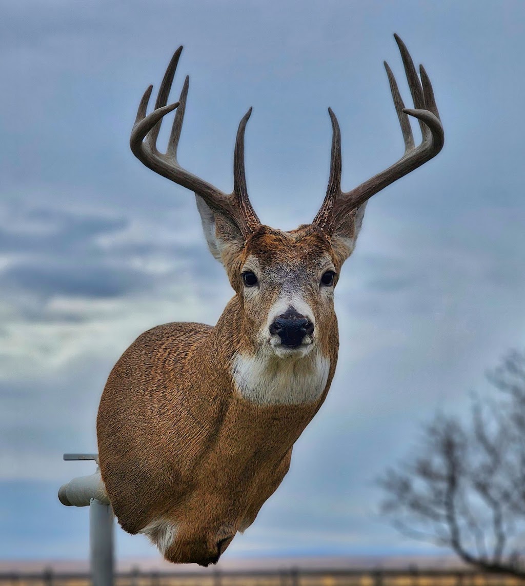 Altitude Taxidermy & Wildlife Artistry | 52048 Range Rd 265, Cardston County, AB T0K 2R0, Canada | Phone: (403) 682-7214