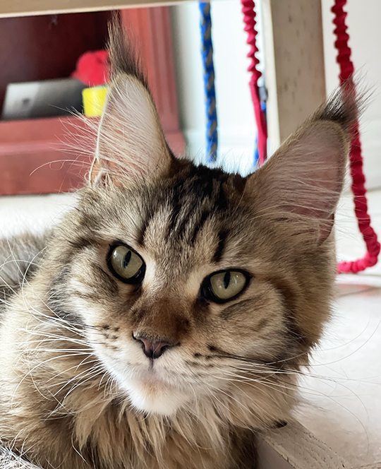 Adora Coon. Maine Coon Cattery | River Rd E, Wasaga Beach, ON L9Z 2M1, Canada | Phone: (416) 837-8537