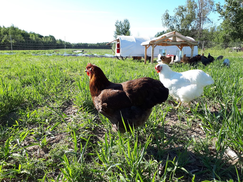 Ferme maraîchère biologique - COUP de FOURCHE | 1934 Chemin Bellevue, Carignan, QC J3E 0J1, Canada | Phone: (514) 605-8877