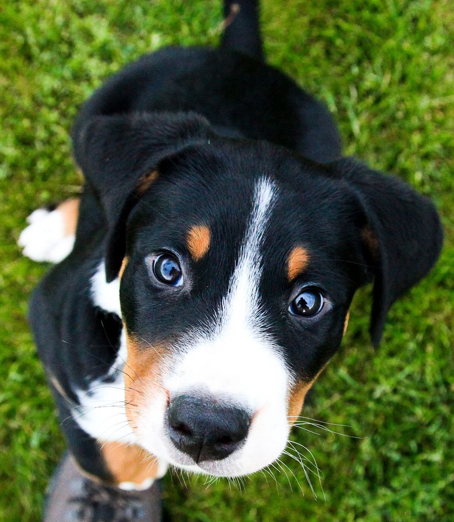 Kelly Creek Kennels - Greater Swiss Mountain Dogs | 635 Inman Rd, Dunnville, ON N1A 2W5, Canada | Phone: (905) 774-5233