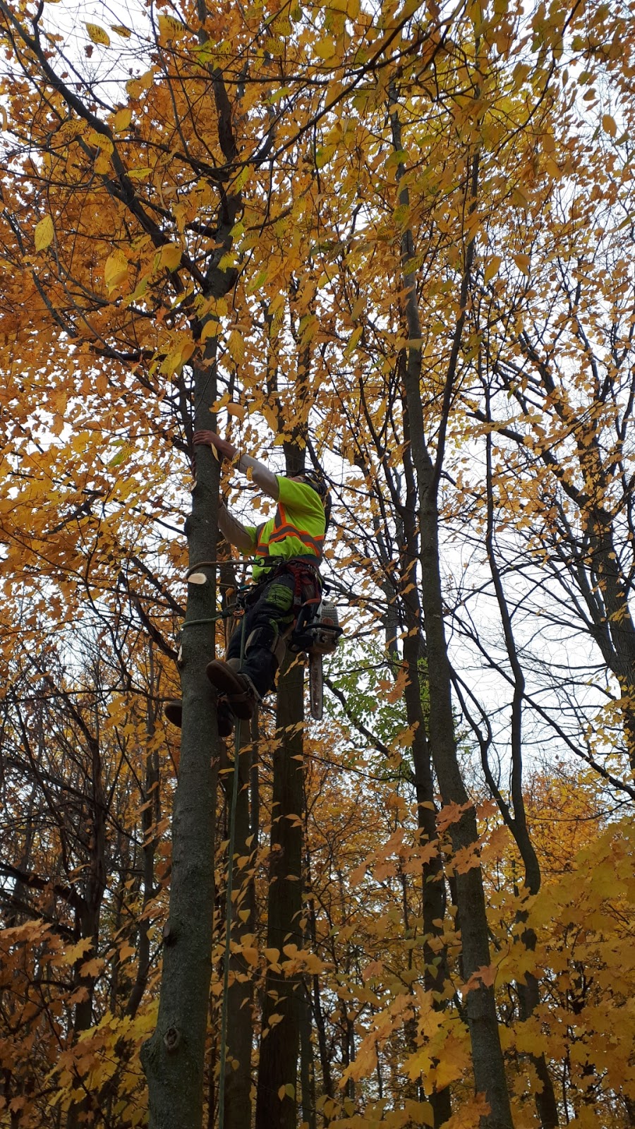 Alexander Tree Care | 351 Waratah Ave, Newmarket, ON L3Y 5J3, Canada | Phone: (905) 505-2577