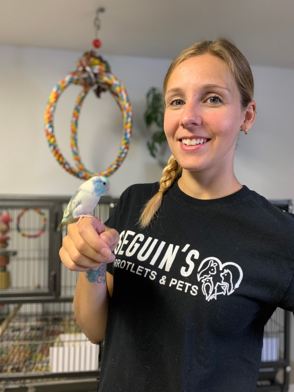 Seguins Parrotlets and Pets | 9516 Walker Rd, McGregor, ON N0R 1J0, Canada | Phone: (519) 819-1538