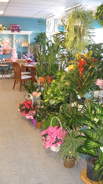 Fleurs De Jasmine (Les) | 332 Boulevard Notre-Dame-des-Champs #3, Repentigny, QC J6A 3B7, Canada | Phone: (450) 932-6252