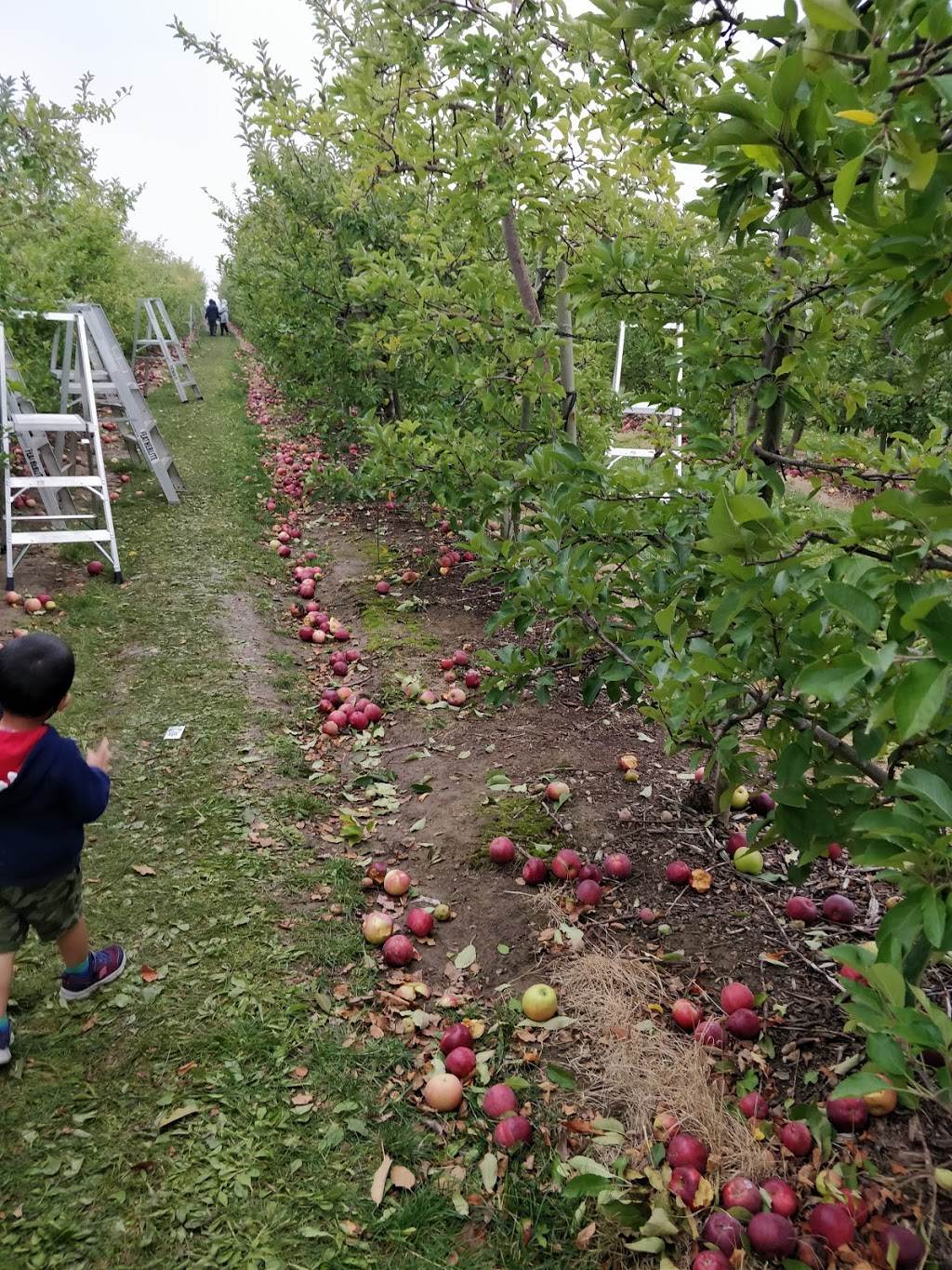 Downeys Apple Farm | 13707 Heart Lake Rd, Inglewood, ON L7C 2K7, Canada | Phone: (905) 838-4777