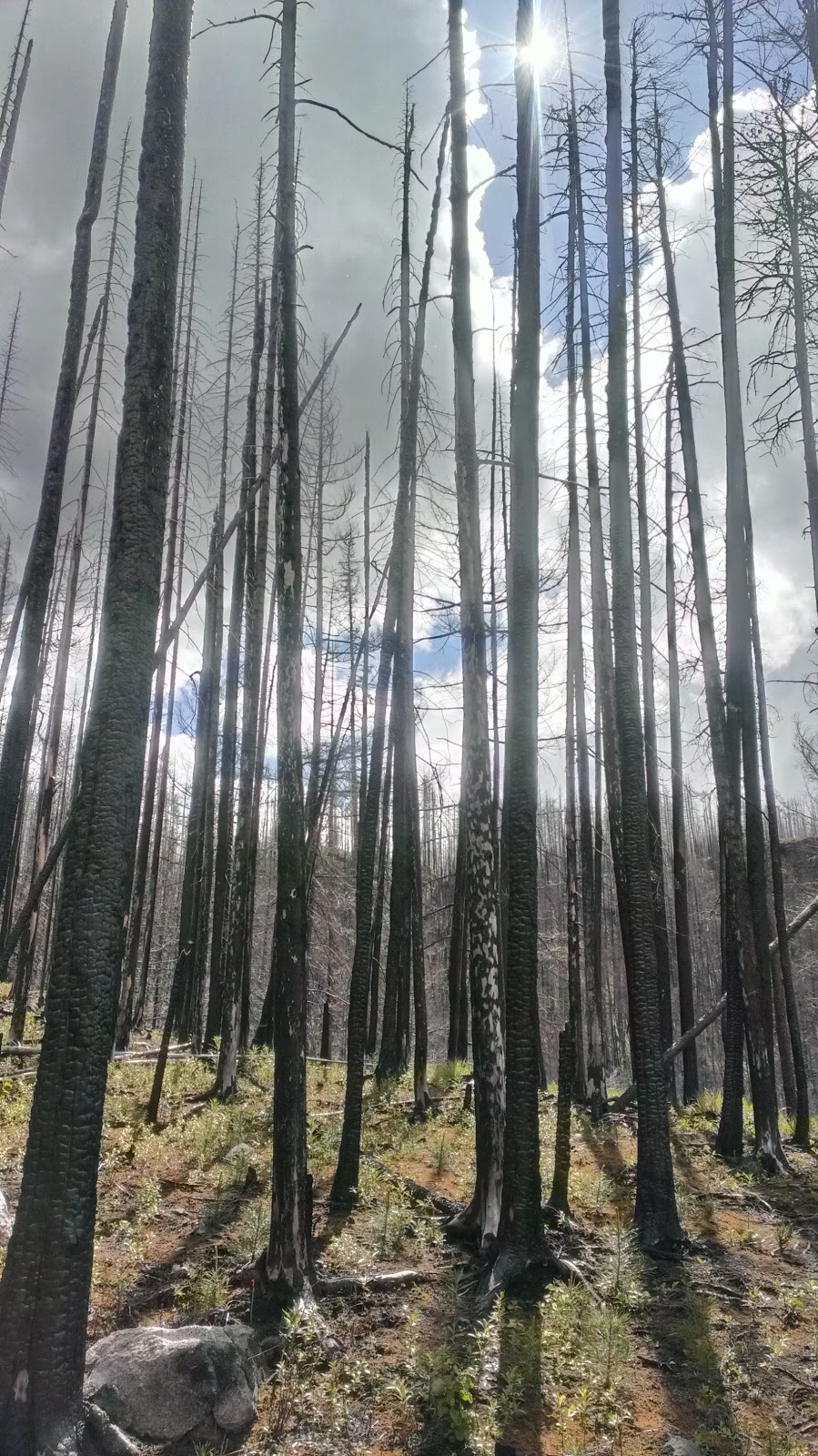 Christie Falls Trailhead | Terrace Mountain Rd, Douglas Lake, BC V0E 1S0, Canada