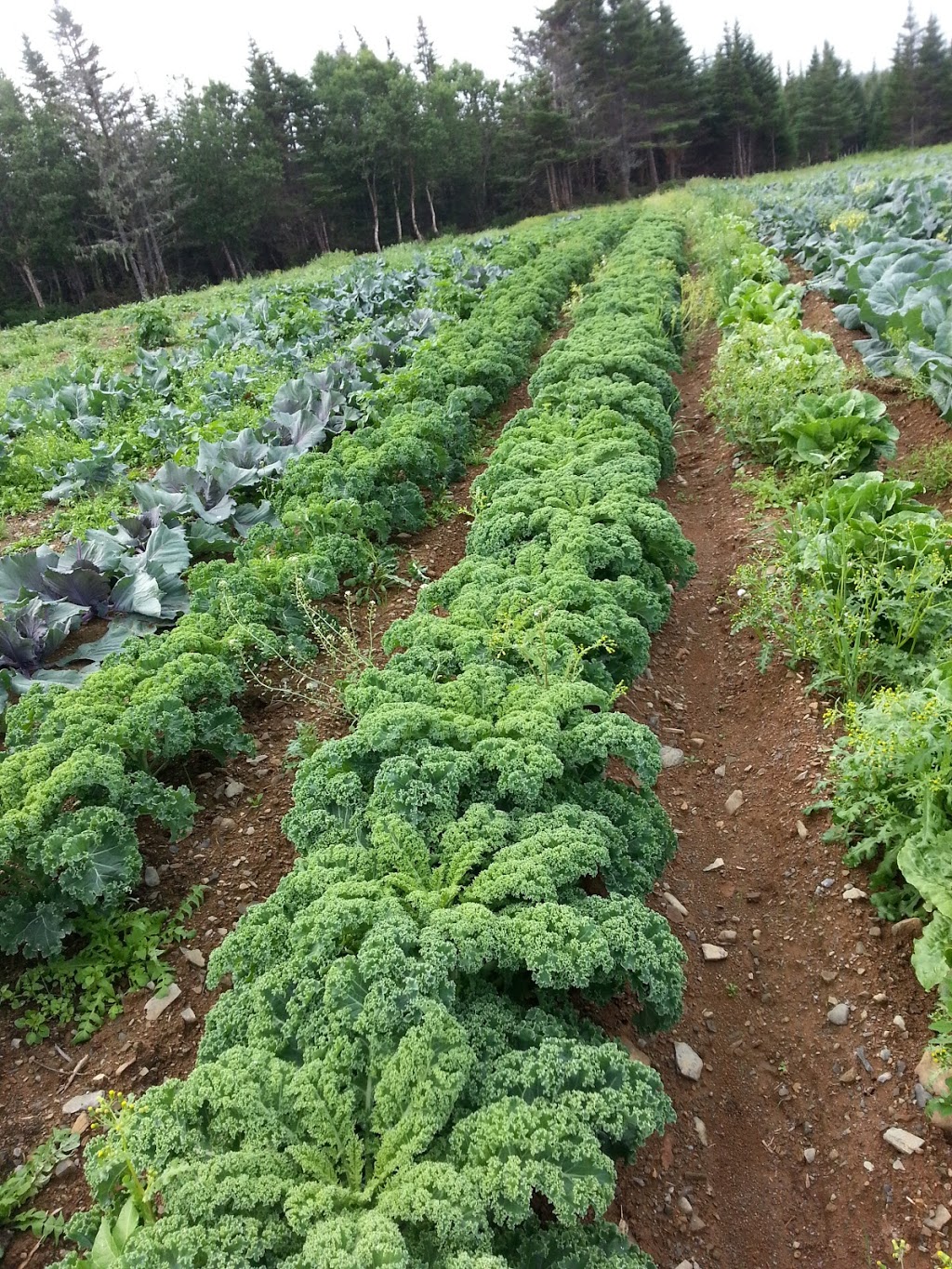 Ripple Trail Farm Ltd. | turn off at Route 81, then 10.4 kilometres down the main road, through, Markland, NL A0B 1G0, Canada | Phone: (709) 685-1360