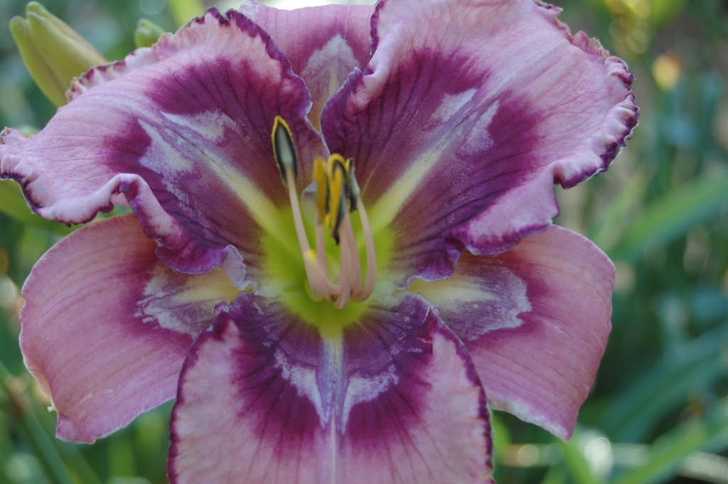 TrueNorthDaylilies | 59 Hutchinson Rd, Warkworth, ON K0K 3K0, Canada | Phone: (705) 924-1071