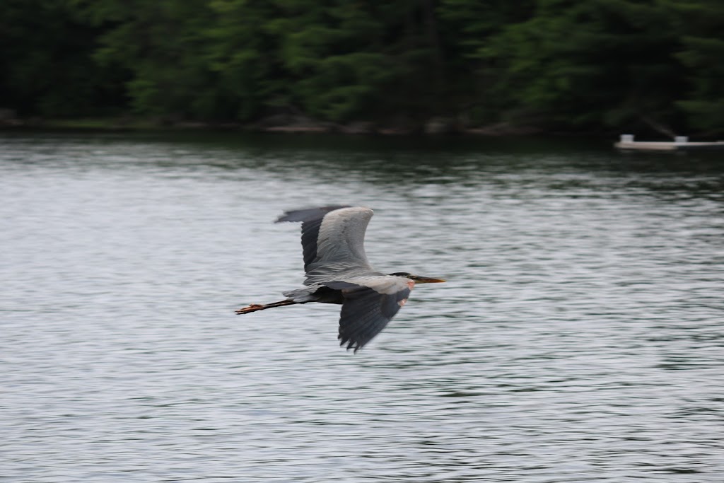 Big Hawk Lake Marina | 1673 Big Hawk Lake Rd, Algonquin Highlands, ON K0M 1J2, Canada | Phone: (705) 489-2429