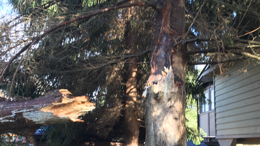 Great West Tree Service Trimming, Removals | 5859 168 St, Surrey, BC V3X 3X5, Canada | Phone: (604) 644-1510