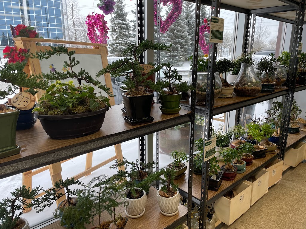 Bonsai Ottawa | 2784 Lancaster Rd unit C1, Ottawa, ON K1B 4S4, Canada | Phone: (613) 276-7267