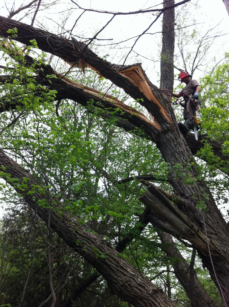 Arborstrong Tree Service | 2402 Concession, ON-6, Collingwood, ON L9Y 3Z1, Canada | Phone: (705) 351-8733