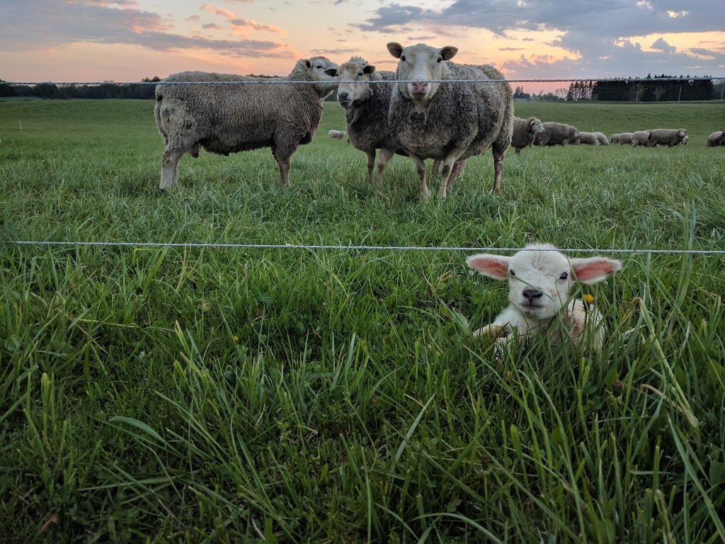 Blyth Farm Cheese | 82521 Allboro Line, Blyth, ON N0M 1H0, Canada | Phone: (226) 523-5884