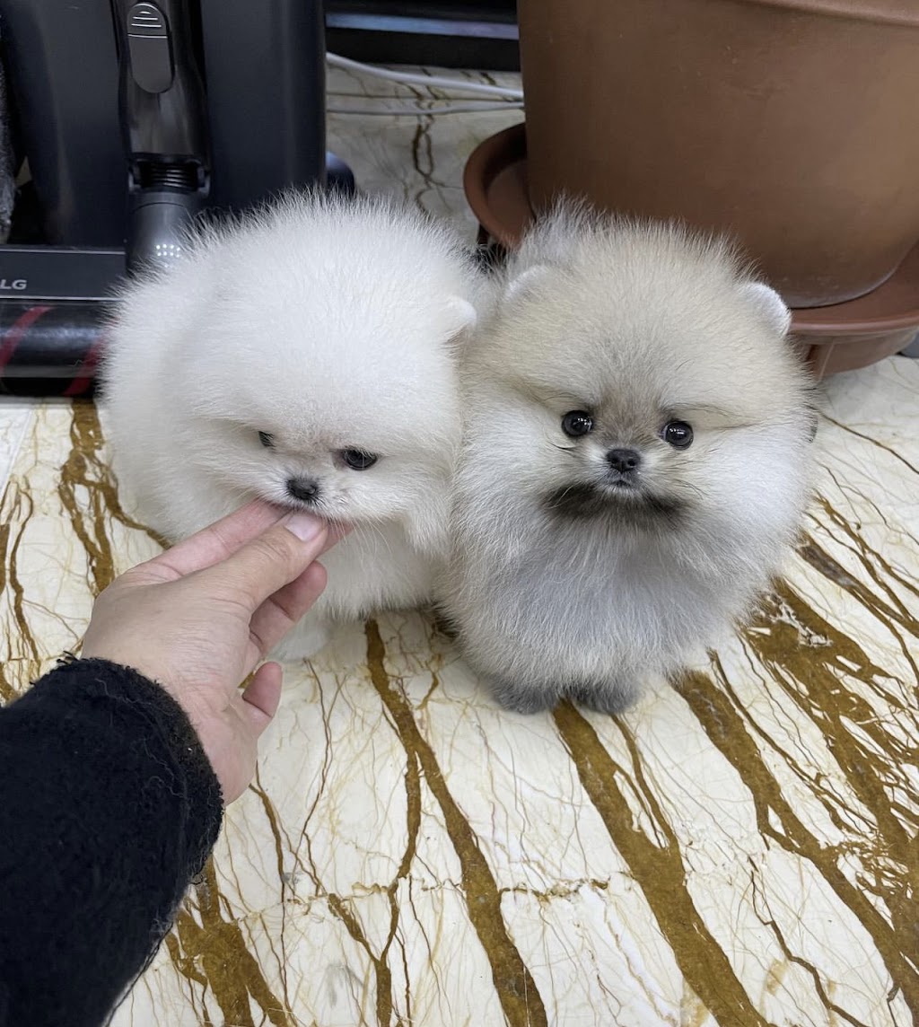 Teacup Dogyam Puppies For Sald | 108 Hendon Ave, North York, ON M2M 1A2, Canada | Phone: (574) 777-3177