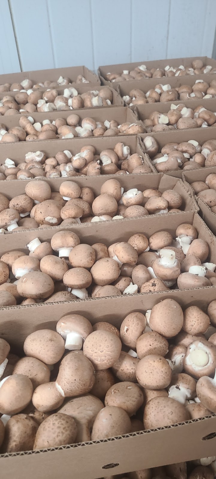 Brantford Mushroom Farm | 1744 Colborne St E, Brantford, ON N3T 5L4, Canada | Phone: (519) 756-6112